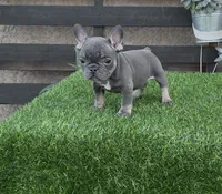Raven, a female French Bulldog for sale in Madera, CA – 3 of 4