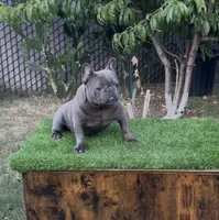 Taz, a male French Bulldog for sale in Madera, CA – 4 of 6