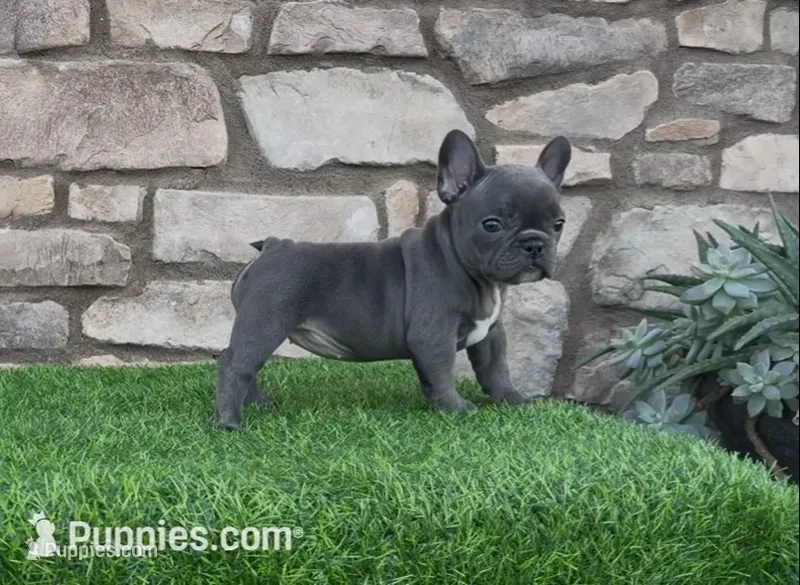 Sparkle – French Bulldog puppy for sale in Madera, CA