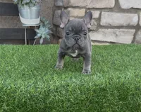 Raven, a female French Bulldog for sale in Madera, CA – 2 of 4