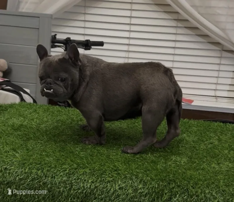 Bricks – French Bulldog puppy for sale in Madera, CA