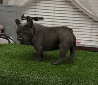 Bricks, a male French Bulldog for sale in Madera, CA – Photo 1 of 3