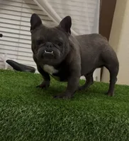 Bricks, a male French Bulldog for sale in Madera, CA – Photo 2 of 3