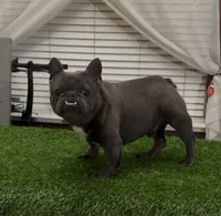 Bricks, a male French Bulldog for sale in Madera, CA – Photo 3 of 3