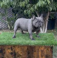 Taz, a male French Bulldog for sale in Madera, CA – 2 of 6
