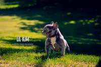 Lil kim, a female French Bulldog for sale in Madera, CA – Photo 3 of 4