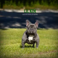 Lil kim, a female French Bulldog for sale in Madera, CA – Photo 1 of 4