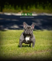 Lil kim, a female French Bulldog for sale in Madera, CA – Photo 1 of 4