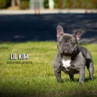 Lil kim, a female French Bulldog for sale in Madera, CA – Photo 2 of 4