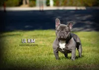 Lil kim, a female French Bulldog for sale in Madera, CA – Photo 2 of 4