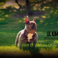 Lil kim, a female French Bulldog for sale in Madera, CA – Photo 4 of 4