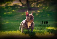 Lil kim, a female French Bulldog for sale in Madera, CA – Photo 4 of 4