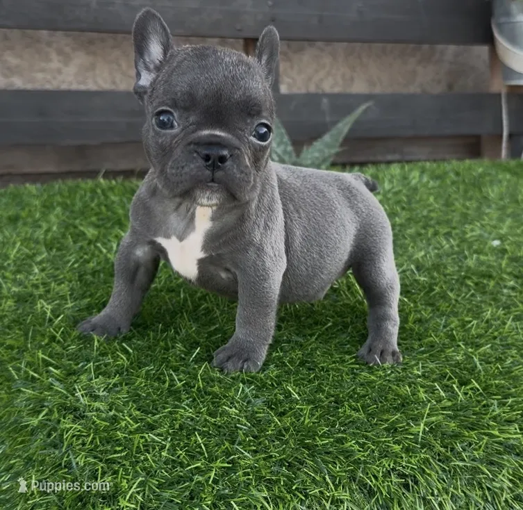 Sparkle – French Bulldog puppy for sale in Madera, CA