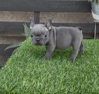 Minnie, a female French Bulldog for sale in Madera, CA – 5 of 6