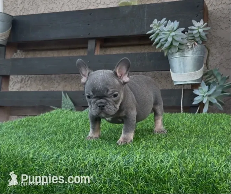 Rocco  – French Bulldog puppy for sale in Madera, CA