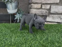 Minnie, a female French Bulldog for sale in Madera, CA – 3 of 6