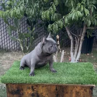 Taz, a male French Bulldog for sale in Madera, CA – 3 of 6