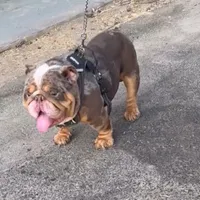 Bella, a female English Bulldog for sale in Madera, CA – Photo 4 of 4