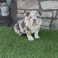 Bella, a female English Bulldog for sale in Madera, CA – Photo 2 of 4