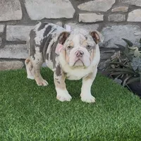 Bella, a female English Bulldog for sale in Madera, CA – Photo 3 of 4