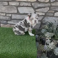Bella, a female English Bulldog for sale in Madera, CA – Photo 1 of 4