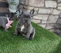 Megalodon, a male French Bulldog for sale in Madera, CA – 3 of 9