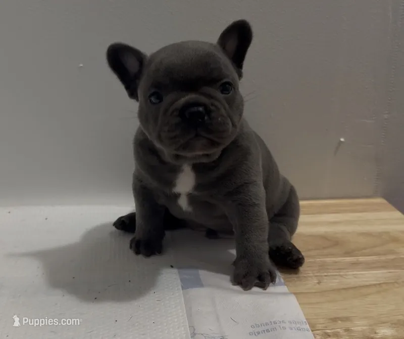 Megalodon – French Bulldog puppy for sale in Madera, CA