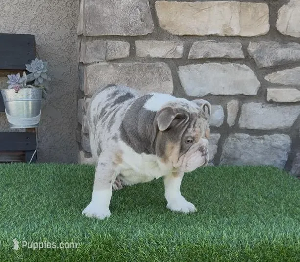 Male – English Bulldog puppy for sale in Madera, CA