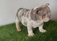 processed/9e3388e1-2879-4e89-889b-48a5e49da545/listing/f81add08-ee67-402a-8d22-3b548cfce382/1b03f9b6-50ff-4a73-9faf-c7068c414f3e