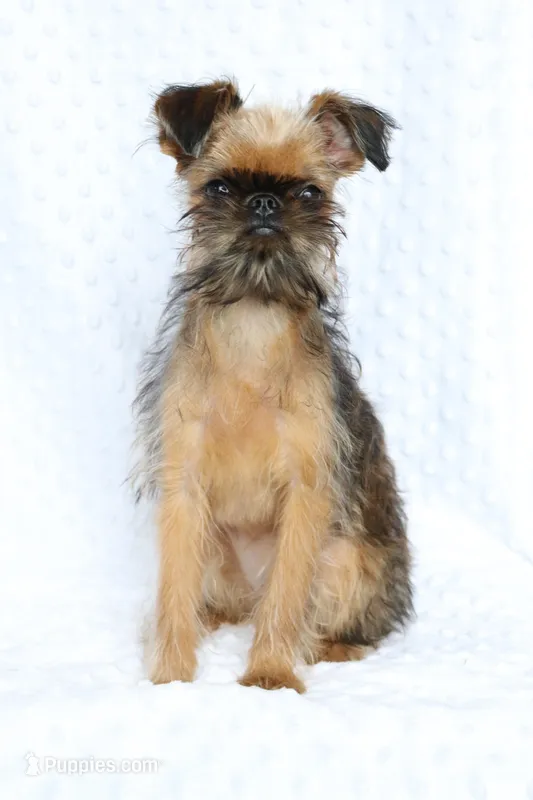 Bubbles – Brussels Griffon puppy for sale in Greenwich, OH
