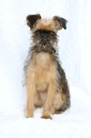 Bubbles, a female Brussels Griffon for sale in Greenwich, OH – Photo 1 of 7