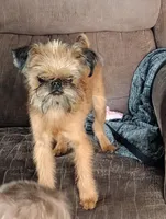 Bubbles, a female Brussels Griffon for sale in Greenwich, OH – 2 of 9