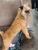 Bubbles, a female Brussels Griffon for sale in Greenwich, OH – 1 of 9