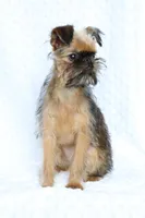 Bubbles, a female Brussels Griffon for sale in Greenwich, OH – Photo 4 of 7