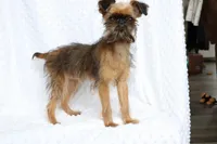 Bubbles, a female Brussels Griffon for sale in Greenwich, OH – Photo 6 of 7