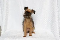 Bubbles, a female Brussels Griffon for sale in Greenwich, OH – Photo 3 of 7