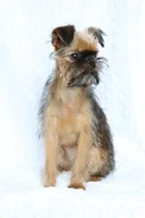 Bubbles, a female Brussels Griffon for sale in Greenwich, OH – Photo 5 of 7
