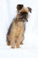 Bubbles, a female Brussels Griffon for sale in Greenwich, OH – Photo 7 of 7