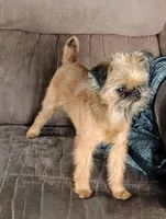 Bubbles, a female Brussels Griffon for sale in Greenwich, OH – 3 of 9