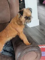 Bubbles, a female Brussels Griffon for sale in Greenwich, OH – 4 of 9