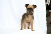 Bubbles, a female Brussels Griffon for sale in Greenwich, OH – Photo 2 of 7