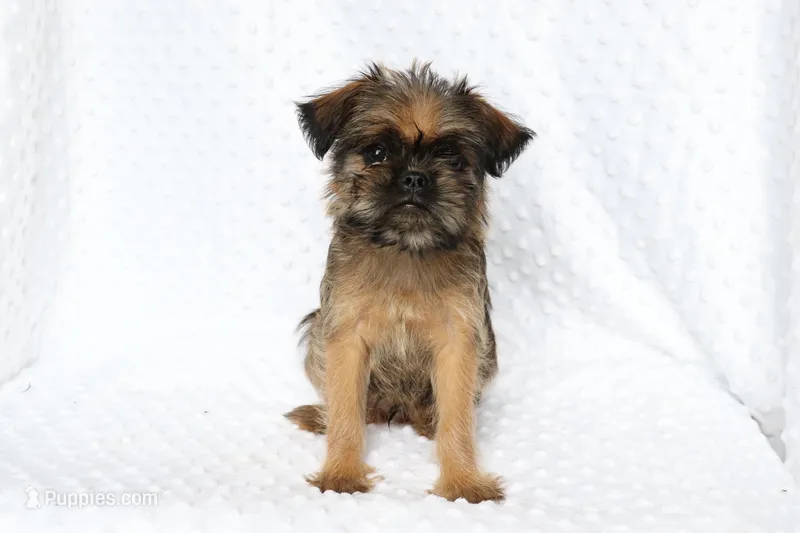 Simba – Brussels Griffon puppy for sale in Greenwich, OH