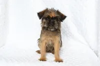 Simba, a male Brussels Griffon for sale in Greenwich, OH – Photo 1 of 7