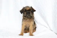 Simba, a male Brussels Griffon for sale in Greenwich, OH – Photo 5 of 7