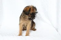 Simba, a male Brussels Griffon for sale in Greenwich, OH – Photo 2 of 7