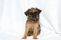 Simba, a male Brussels Griffon for sale in Greenwich, OH – Photo 7 of 7