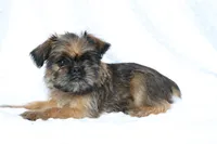 Simba, a male Brussels Griffon for sale in Greenwich, OH – Photo 3 of 7