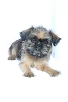 Simba, a male Brussels Griffon for sale in Greenwich, OH – Photo 6 of 7