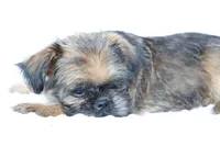 Simba, a male Brussels Griffon for sale in Greenwich, OH – Photo 4 of 7