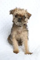 Sunny, a female Brussels Griffon for sale in Greenwich, OH – Photo 2 of 7